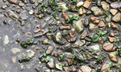 Сможете ли вы найти затаившуюся среди камней и лягушку? (4 фото) - chert-poberi.ru - Сша - штат Луизиана