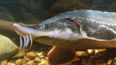 Что вы не знаете о рыбе Белуга, которая вырастает более 4 метров - chert-poberi.ru
