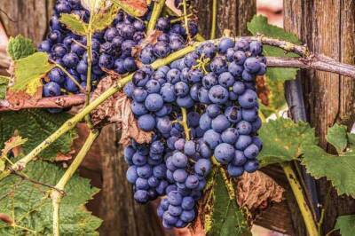В каком месте лучше сажать виноград: житейская хитрость садоводов - sadogorod.club