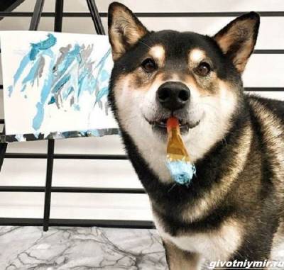 История о собаке, которая рисует картины и зарабатывает деньги - mur.tv