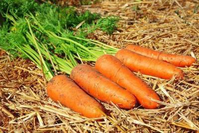 Лучшие сорта моркови для длительного зимнего хранения: топ-15 самых лежких и сладких - sadogorod.club