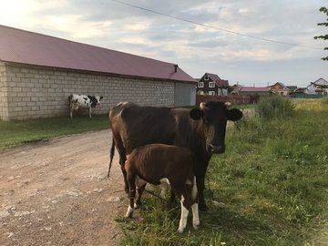 Редкий случай: В Башкирии корова принесла тройню - mur.tv - республика Башкирия