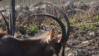 Убегавшие от собак антилопы погибли на теплотрассе в Забайкалье - mur.tv