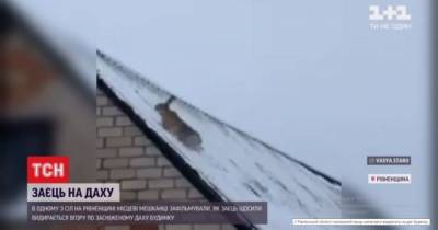 Пытался вскарабкаться на крышу: в Ровенской области сняли на видео зайца, который бежал от собак - mur.tv - Киев