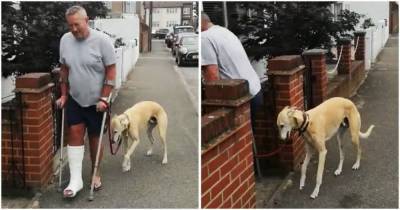 Мужчина потратил 400$ на исследования хромоты своей собаки, и обнаруживает, что она имитирует её - lifehelper.one