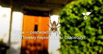Пауки — реабилитация, или Почему пауки нужны садоводу? - sadogorod.club