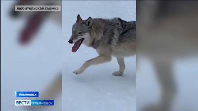 В Ульяновске, сбежавший из вольера в парке волк, напал на прохожего - mur.tv - Ульяновск - район Ленинский, Ульяновск