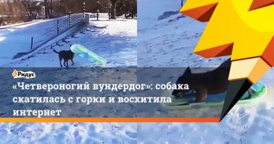 Четвероногий вундердог: собака скатилась сгорки ивосхитила интернет - mur.tv