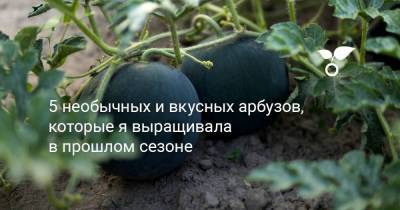 5 необычных и вкусных арбузов, которые я выращивала в прошлом сезоне - sadogorod.club