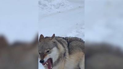 Вести. В Ульяновске сбежавший из вольера волк напал на прохожего - mur.tv - Ульяновск