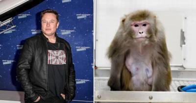 Илон Маск сообщил о чипировании обезьяны - mur.tv