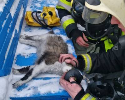 В Кемерове спасатели реанимировали пострадавшую в пожаре на Мичурина кошку - mur.tv - Кемеровская обл.