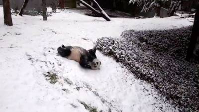 Панды в зоопарке Вашингтона обрадовались снегу и попали на видео - mur.tv - Сша - штат Пенсильвания - Нью-Йорк - Вашингтон - штат Нью-Джерси - Вашингтон