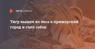 Тигр вышел из леса в приморский город и съел собак - mur.tv - Приморье край