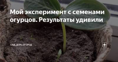 Семен Огурцов - Мой эксперимент с семенами огурцов. Результаты удивили - sadogorod.club