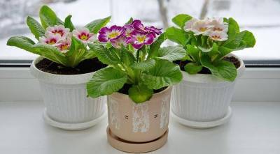 Весенние садовые цветы, которые украсят ваш подоконник и зимой: примула бесстебельная, или обыкновенная - sadogorod.club