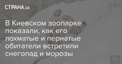 В Киевском зоопарке показали, как его лохматые и пернатые обитатели встретили снегопад и морозы - mur.tv - Украина