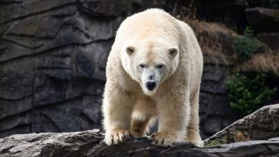 В зоопарке Детройта белый медведь убил медведицу - mur.tv