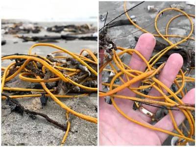 Люди подумали, что на пляже лежит мусор, но это был живой организм - mur.tv - штат Техас