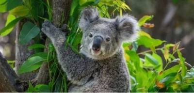 Пользователей Сети покорила коала, которая села за руль автомобиля (ВИДЕО) - mur.tv - Австралия - Аделаида