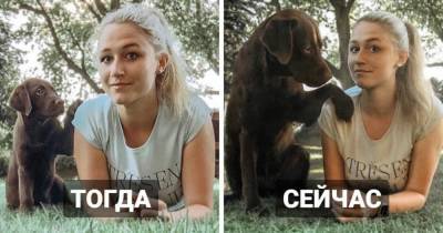 17 фотографий собак до и после того, как они выросли и из милых щеночков превратились в здоровяков - mur.tv