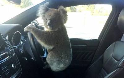 В Австралии коала “устроила” ДТП - mur.tv - Австралия - Аделаида