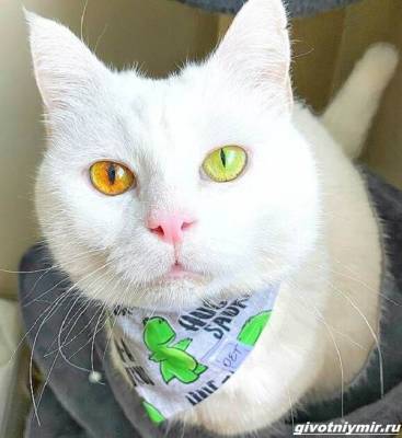 История о кошке Айвори с невероятным цветом глаз - mur.tv