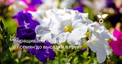 Выращиваем петунии — от семян до высадки в грунт - sadogorod.club - Россия