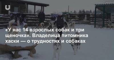 У нас 14 взрослых собак и три щеночка. Владелица питомника хаски о трудностях и собаках - mur.tv - Россия