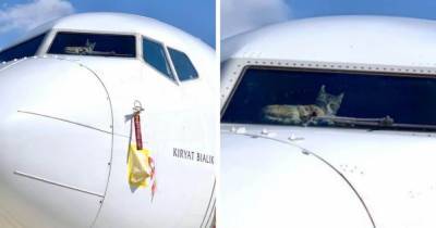 Котика на две недели забыли в пустом самолёте. Но этот красавец остался цел и даже оставил о себе напоминание - mur.tv - Тель-Авив