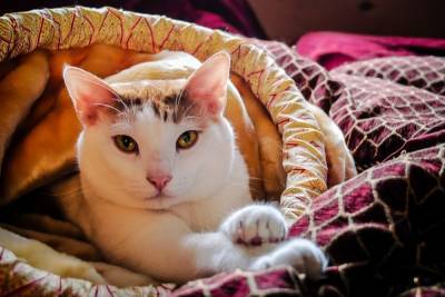 Почему моя кошка не любит мягкие одеяла? - mur.tv