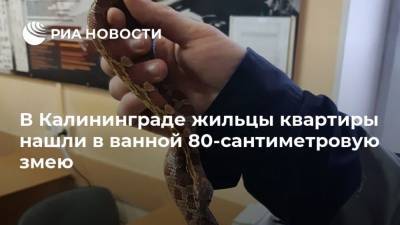 В Калининграде жильцы квартиры нашли в ванной 80-сантиметровую змею - mur.tv - Калининград