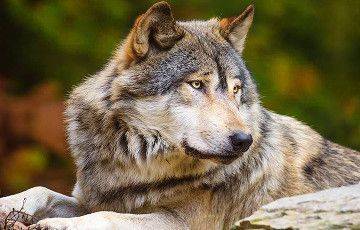 Ученые обнаружили у волков необычную тактику охоты на бобров - mur.tv