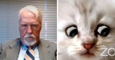 Я не кот: адвокат включил фильтр во время суда и стал котиком. Его попытки оправдаться тут же стали мемом - mur.tv - Сша - штат Техас