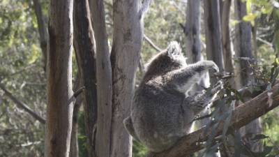 Он сказал, поехали: коала в Австралии устроил ДТП на трассе - mur.tv - Австралия