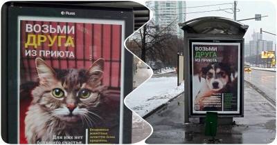 Социальная реклама про животных на улицах Москвы - mur.tv - Москва