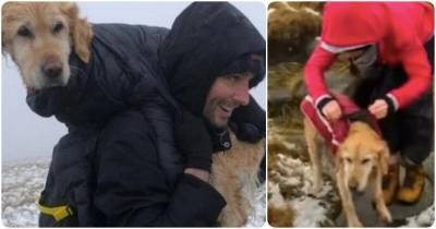 Туристы нашли в горах обессиленную собаку, которая потерялась 2 недели назад - mur.tv