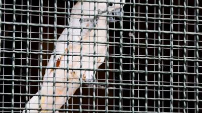 Защитники природы заявили об угрозе вымирания попугаев Жако - mur.tv