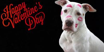 Встречаем День св. Валентина в компании любимой собаки - mur.tv