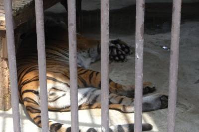Истощенная тигрица умерла в хабаровском реабилитационном центре - mur.tv - Хабаровский край - Уссурийск