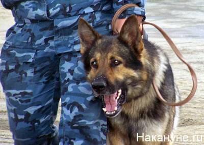 В Челябинской области кинолог через суд вернул собаку, с которой работал в колонии - mur.tv - Челябинская обл.