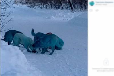 Андрей Мисливец - В Дзержинске собаки окрасились в голубой цвет - mur.tv - Дзержинск