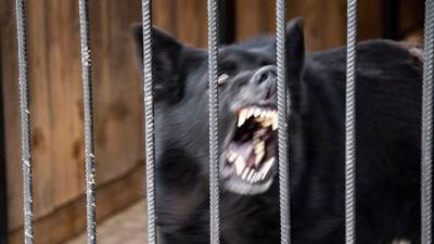 В Крыму агрессивных собак поселят на свиноферме - mur.tv - республика Крым - Симферополь