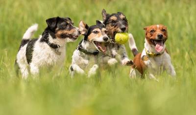 Зоопсихологи выяснили, что собаки играют охотнее, если у них есть зрители - mur.tv
