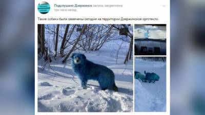 Стая голубых собак испугала жителей Дзержинска - mur.tv - Нижегородская обл. - Дзержинск