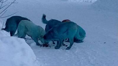 Из-за химикатов собаки в Дзержинске окрасились в голубой цвет - mur.tv - Дзержинск