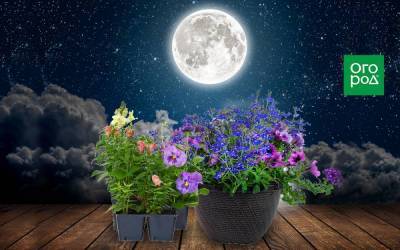 Выращивание однолетних цветов по Лунному календарю в 2021 году - sadogorod.club