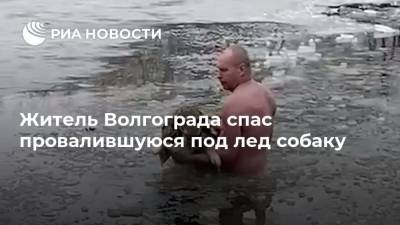 Житель Волгограда спас провалившуюся под лед собаку - mur.tv - Волгоград