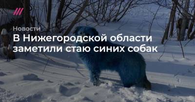 В Нижегородской области заметили стаю синих собак - mur.tv - Нижегородская обл. - Дзержинск