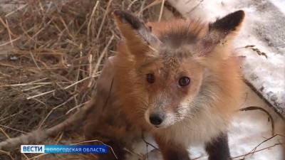 В Вологде зоозащитники и местные жители нашли и выходили израненного лиса - mur.tv - Россия - Вологда